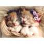 Puzzle 500 piéces équipe de chats