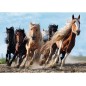 Puzzle 1000 piéces chevaux au galop