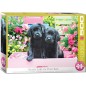 Puzzle 500 piéces Black labs pink