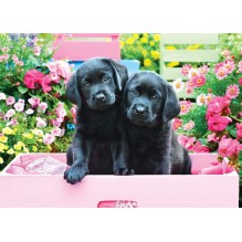 Puzzle 500 piéces Black labs pink