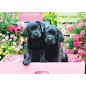 Puzzle 500 piéces Black labs pink